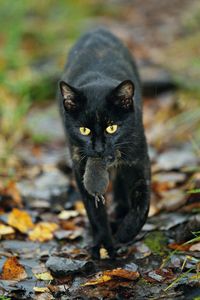 Close-up portrait of a cat