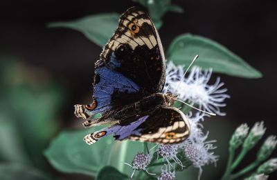 Close-up of butterfly pollinating on flower