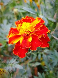 Close-up of red poppy blooming outdoors