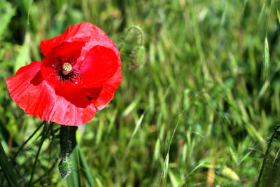 Close-up of red poppy flower on field