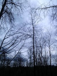 Low angle view of bare trees against sky