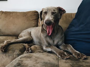 Close-up of dog lying on sofa