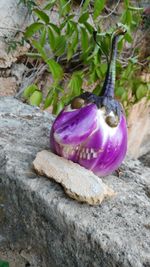 Close-up of purple flower