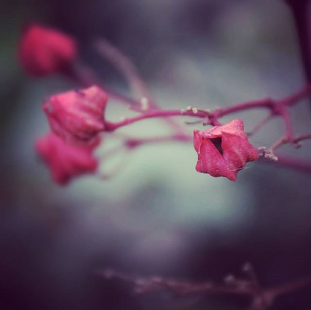 flower, fragility, close-up, focus on foreground, freshness, petal, growth, pink color, beauty in nature, selective focus, nature, season, red, plant, twig, flower head, stem, bud, blooming, day