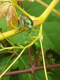 Close-up of insect on leaf