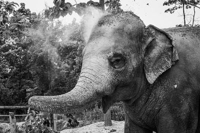 Close-up of elephant in forest