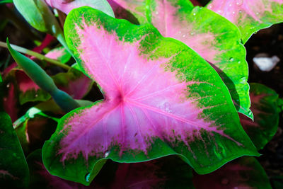 Close-up of pink flowers