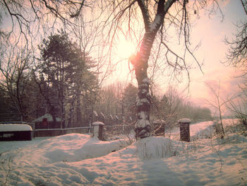 Trees on snow covered field