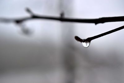 Close-up of water drops on twig