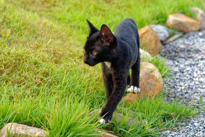 Black cat on field