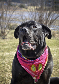 Close-up of a dog looking away