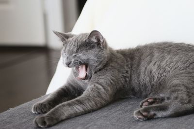 Close-up of cat yawning