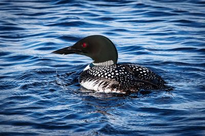 Close-up of duck swimming on lake