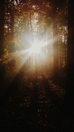 Sunlight streaming through trees in forest during autumn