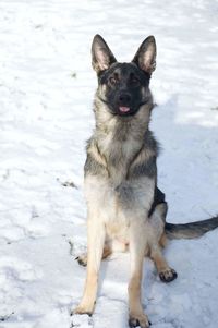 Portrait of dog sitting on snow during winter