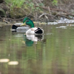 View of ducks swimming in lake