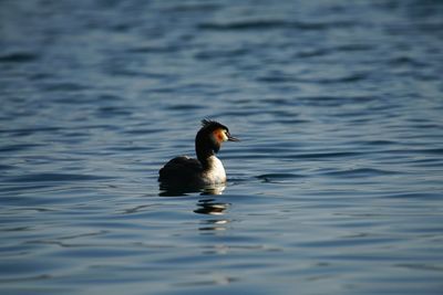 Duck swimming in lake