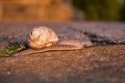 Close-up of snail on land