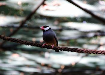 Close-up of bird perching on branch