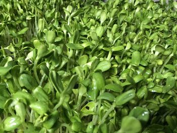 Full frame shot of vegetables