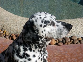 Close-up of dog