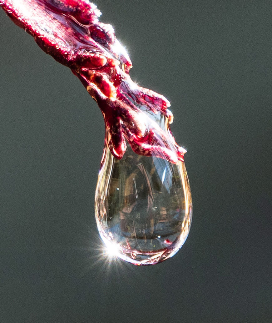 no people, close-up, nature, sunlight, fragility, indoors, vulnerability, red, beauty in nature, freshness, studio shot, day, water, flowering plant, plant, flower, single object, reflection, shiny