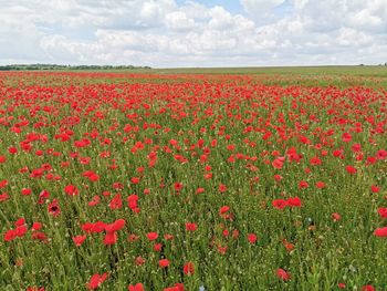 Red poppy flowers on field against sky