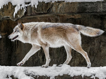 Side view of wolf walking on snow