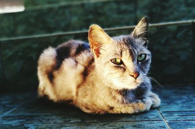 Close-up portrait of cat relaxing on footpath