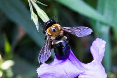 Close-up of butterfly on purple flower