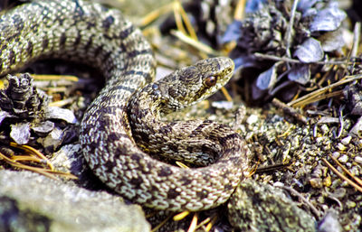 Close-up of snake