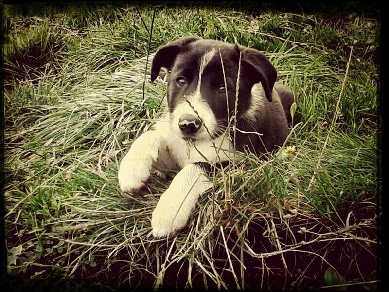 pets, dog, domestic animals, animal themes, mammal, one animal, grass, looking at camera, field, portrait, grassy, relaxation, sitting, high angle view, auto post production filter, transfer print, animal head, no people, close-up, pet collar