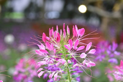 Close-up of pink flowering plant