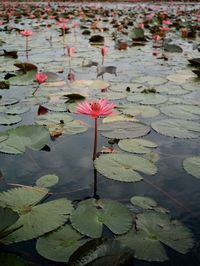 Pink lotus water lily in lake