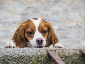 Close-up portrait of dog looking away