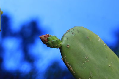 Close-up of wet plant