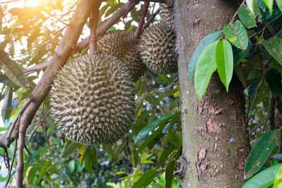 Low angle view of fruits growing on tree