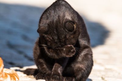 Close-up of a cat