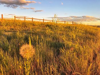 Scenic view of grassy field against sky