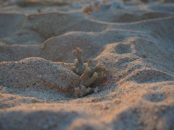 Close-up of lizard on sand at beach