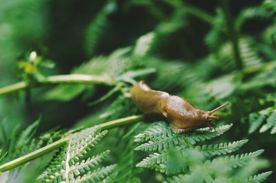 Close-up side view of slug on plants