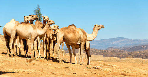 Horses in a desert