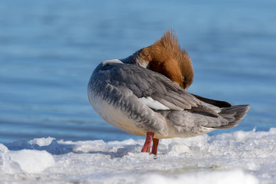 Close-up of female goosander merganser perching on snow