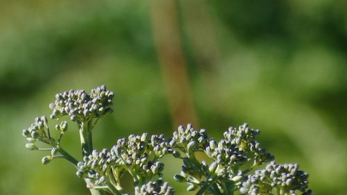 Close-up of flowering plant