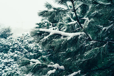 Snow covered plants against sea