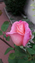 Close-up of wet pink rose blooming outdoors