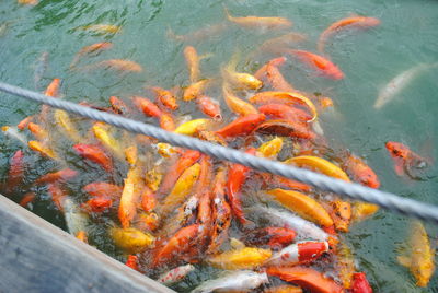 High angle view of koi carps swimming in pond