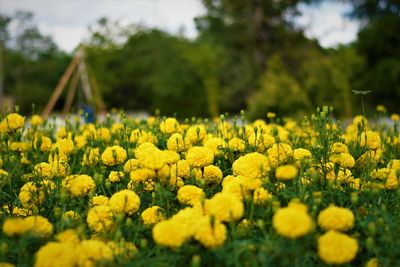 Yellow flowering plants on field