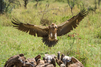 White-backed vulture lands by others at kill