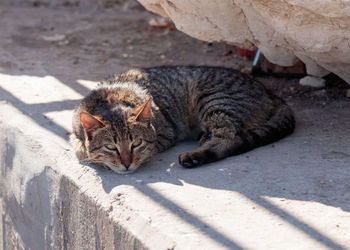Cat lying on retaining wall outdoors